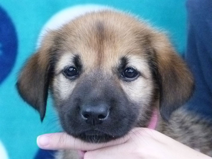 chinook puppy